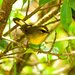 Citrine Warbler - Photo (c) Francesco Veronesi, some rights reserved (CC BY-NC-SA)