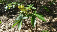 Aesculus pavia flavescens