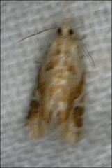 Euphona euphona