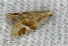 Euphona euphona