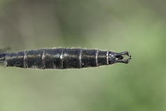 Somatochlora sahlbergi