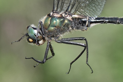 Somatochlora sahlbergi