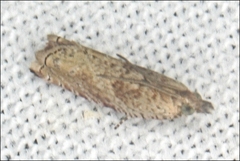 Ancylis volutana