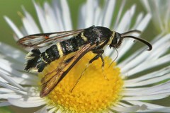 Synanthedon decipiens