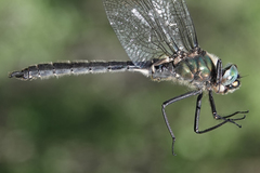 Somatochlora sahlbergi