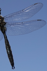 Somatochlora sahlbergi