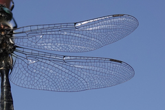 Somatochlora sahlbergi