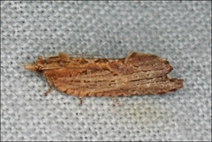 Glyphidoptera polymita