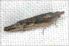 Holocola melanographa