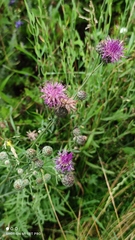 Centaurea scabiosa