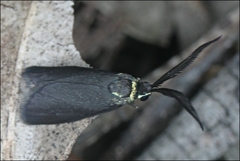 Pollanisus lithopastus