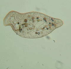 Loxodes