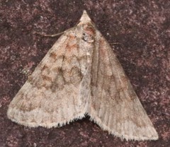 Dichromodes disputata
