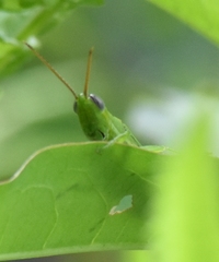 Stenacris vitreipennis