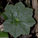 Hydrocotyle javanica - Photo (c) Chief RedEarth, algunos derechos reservados (CC BY-NC-ND)