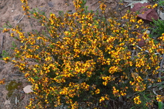 Dillwynia ramosissima