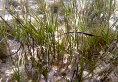 Stigmatopora nigra