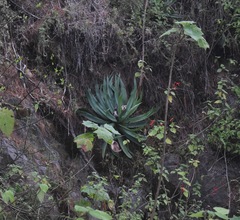 Furcraea parmentieri
