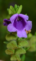 Prostanthera decussata