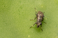 Stictomyia longicornis