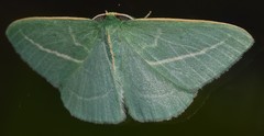 Chlorocoma stereota