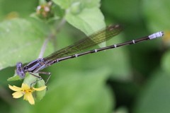 Argia rhoadsi