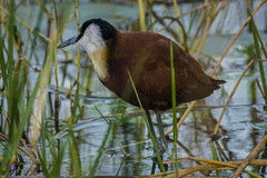 Actophilornis africanus