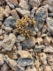 Androsace ochotensis