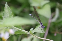 Argia rhoadsi