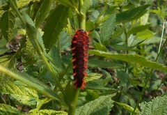 Battus polydamas
