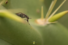 Stictomyia longicornis
