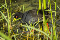 Zapornia flavirostra