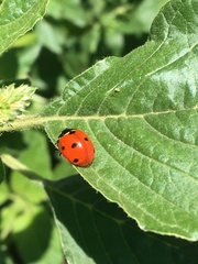 Coccinella septempunctata