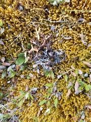 Masonhalea richardsonii