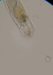 Cephalodella forficula