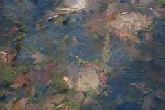 Lithobates sylvaticus