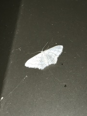Idaea tacturata