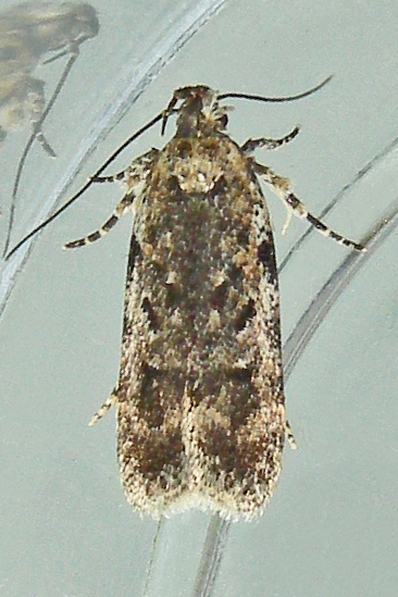 Chionodes pereyra