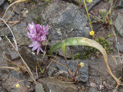 Allium cratericola