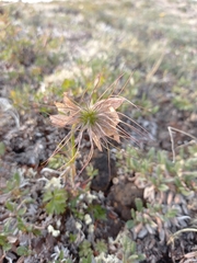 Pulsatilla ajanensis