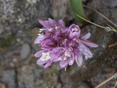 Allium cratericola