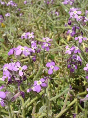 Matthiola tricuspidata