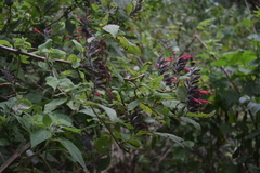 Salvia longistyla