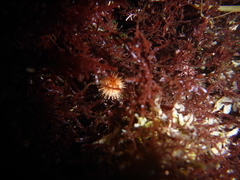 Mesocentrotus franciscanus