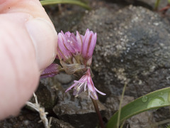 Allium cratericola