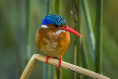 Corythornis cristatus