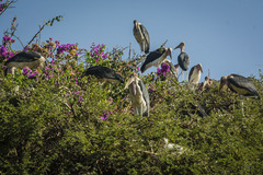 Leptoptilos crumenifer