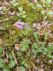 Corydalis arctica