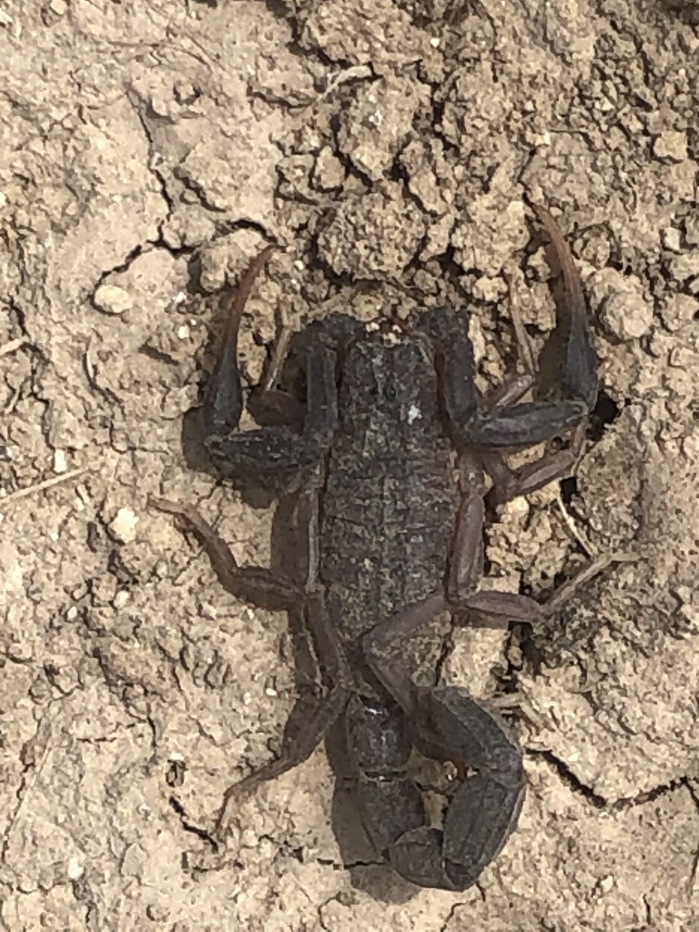 Olivierus fuscus