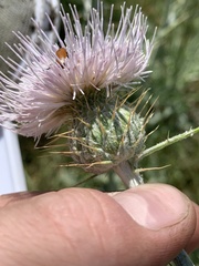 Cirsium mohavense